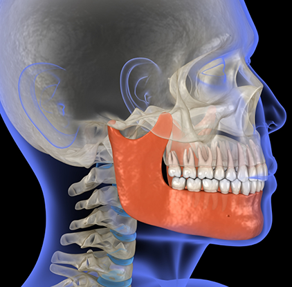 Illustration of x ray of skull with jaw highlighted